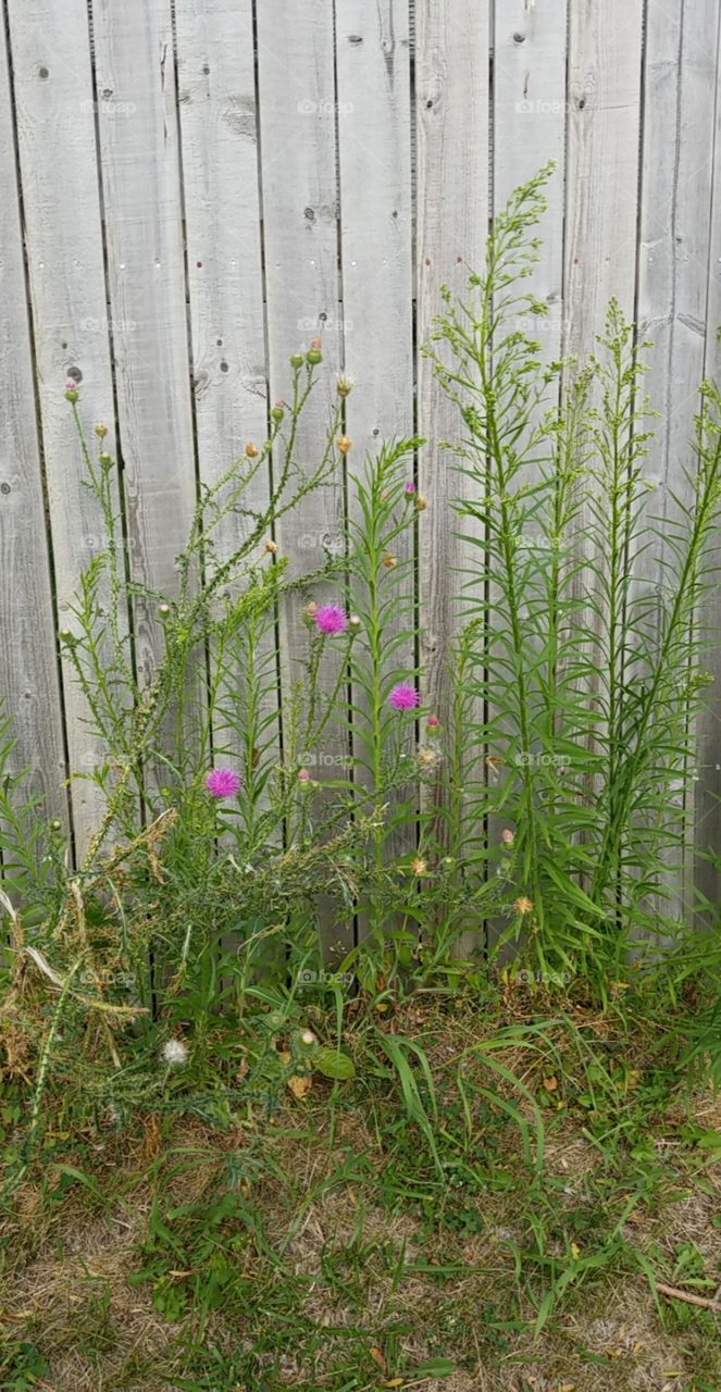 thistles and weeds by fence