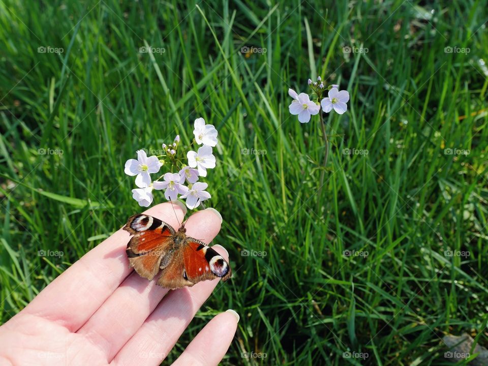 Peacock butterfly