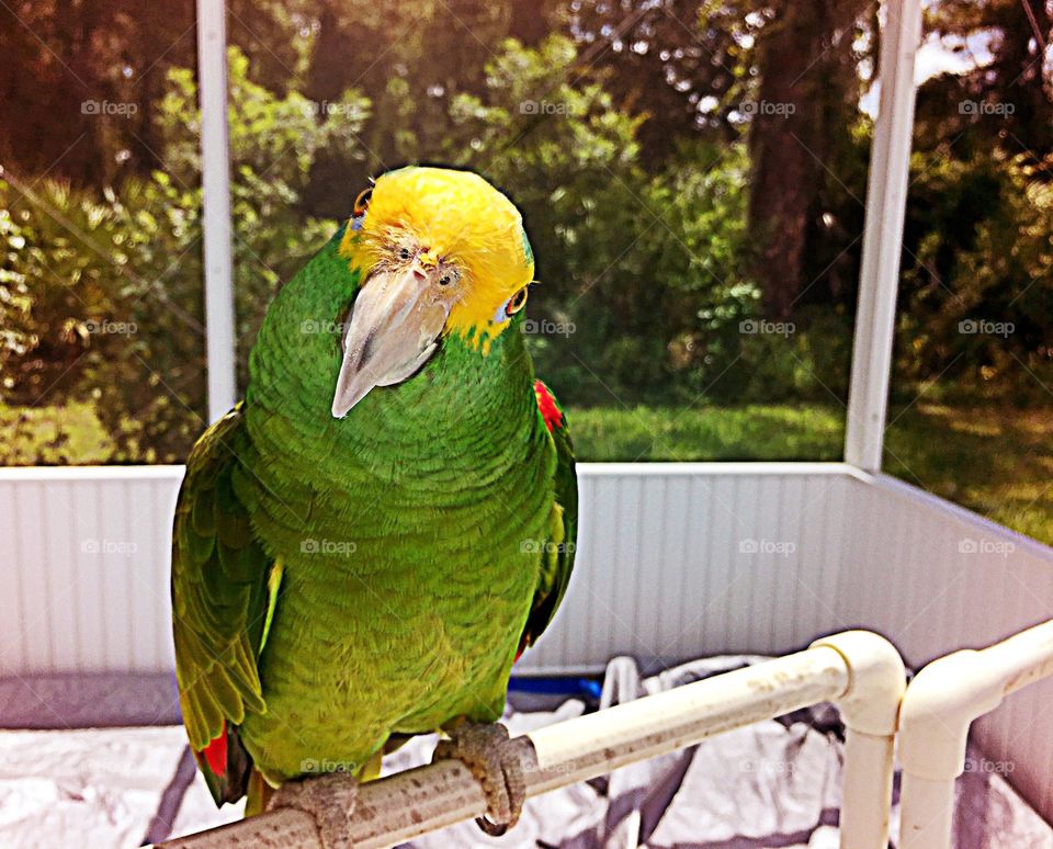 Amazon Parrot. Amazon Parrot in his porch awaiting a bath.