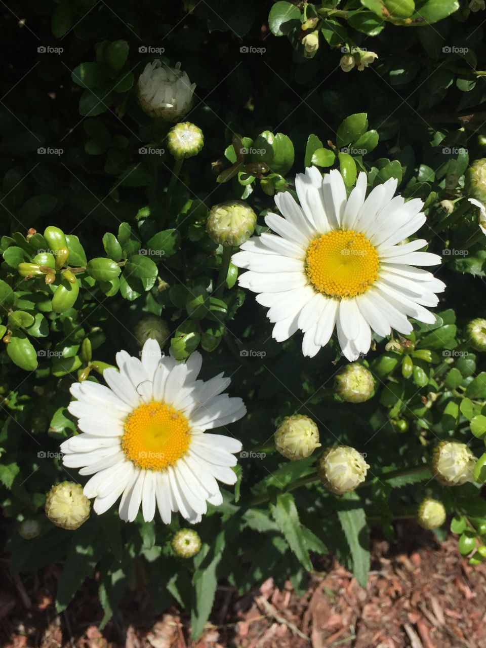 Daisies in the garden. They are in full bloom this summer. It is a bright and sunny day, perfect for taking photos. 