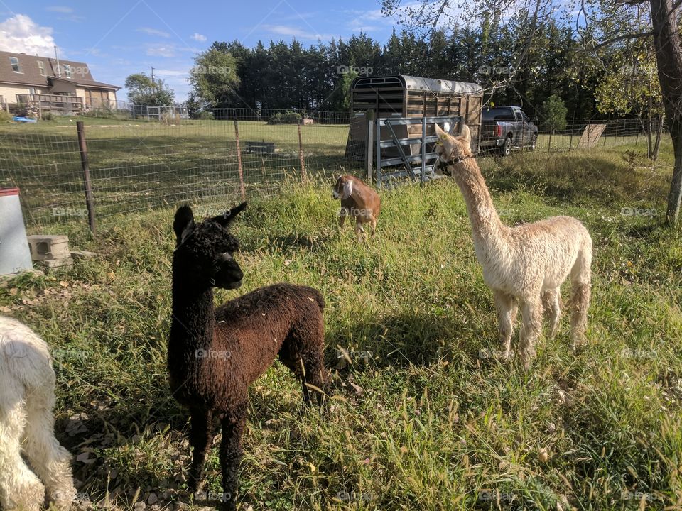 alpacas on the farm