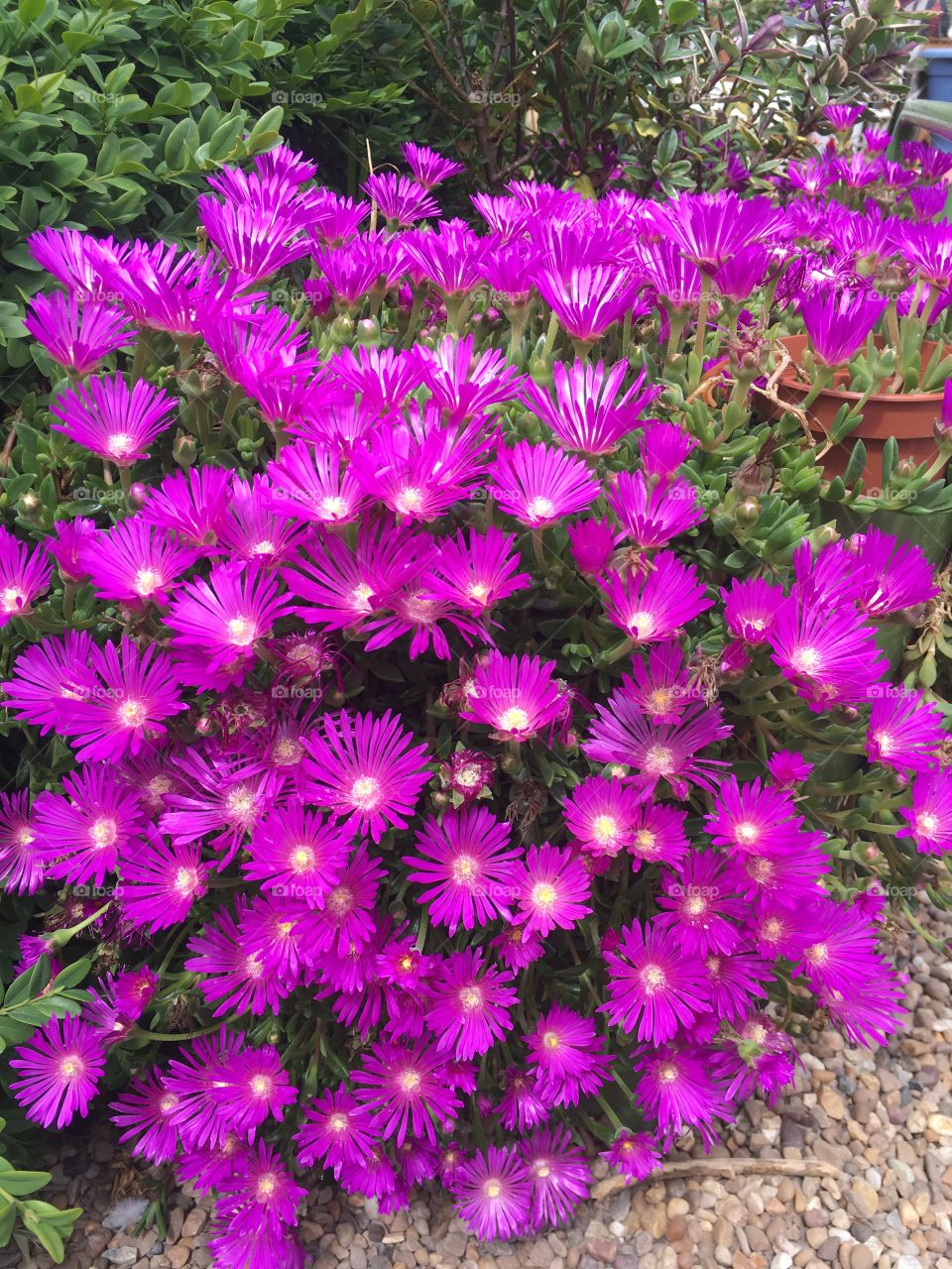 Cluster of Livingstone Daisy plants with beautiful purple flowers in a tea garden in summer 