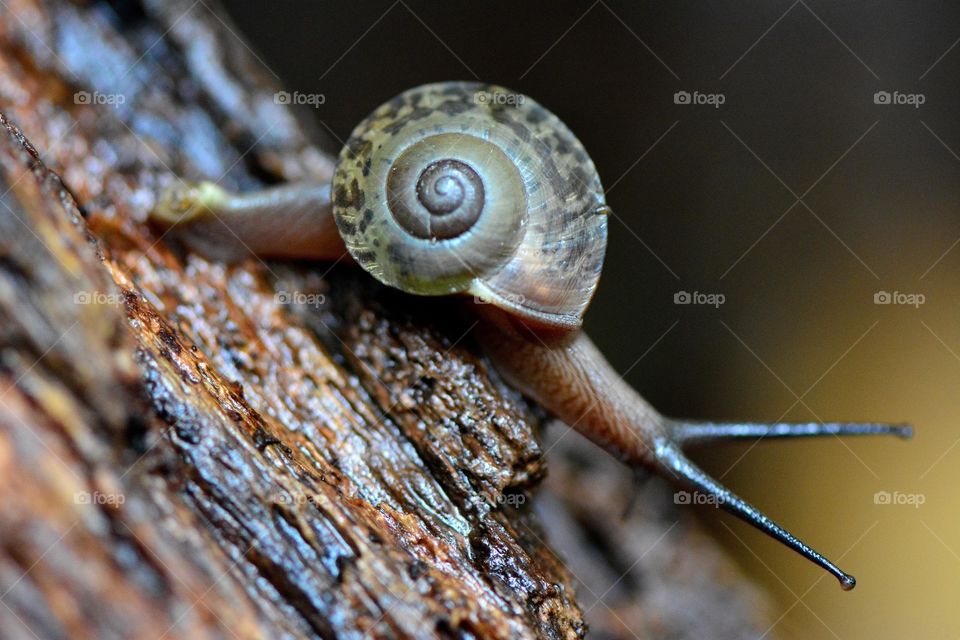 The eyes snail in world