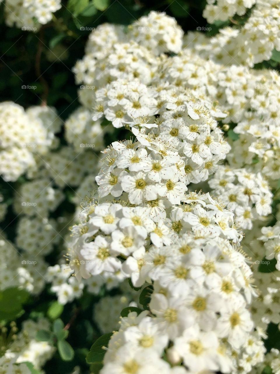 Spring flowers in bloom 