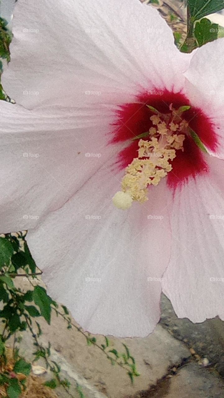 Hibiscus - pink flower - roselle