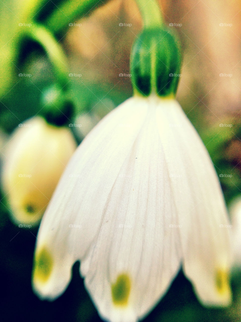 White flower macro