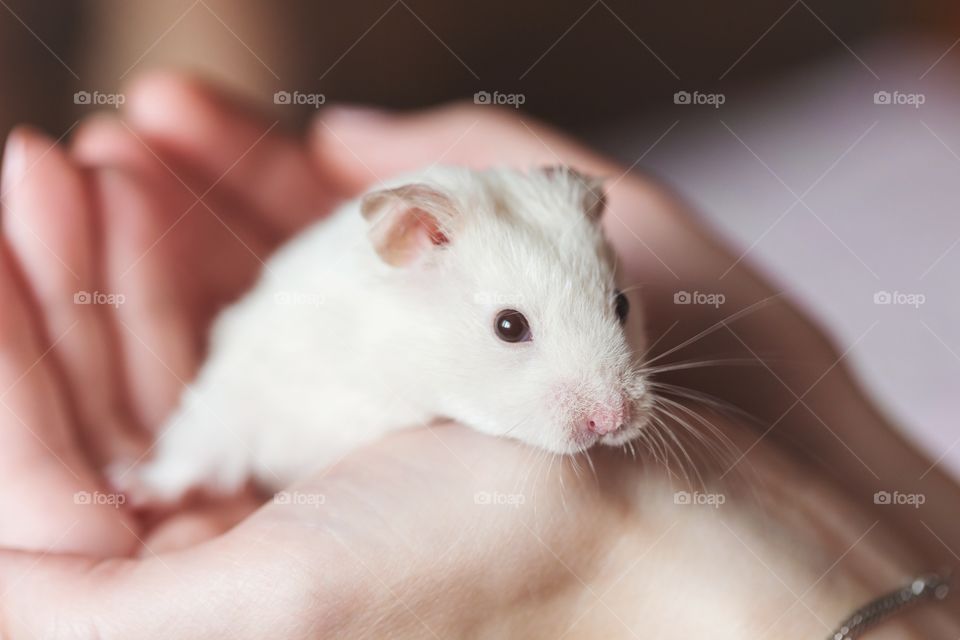 Cute white hamster in hands