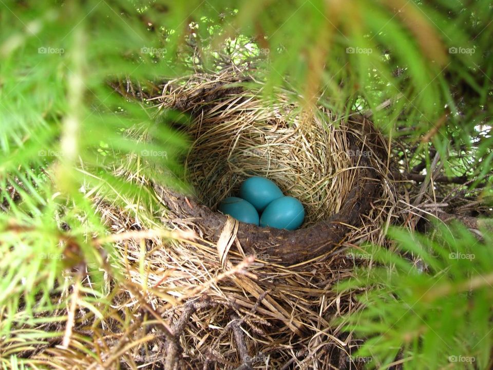Robin's nest