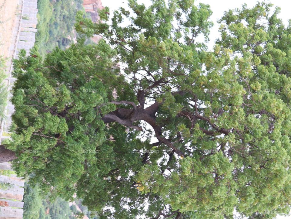 Tree, Environment, Nature, Leaf, Flora