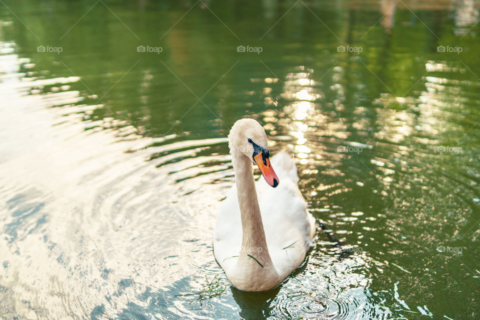 A swan