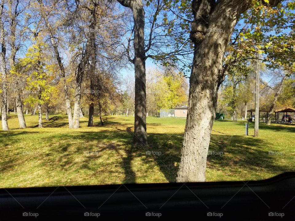 Tree, Landscape, Park, Fall, Grass