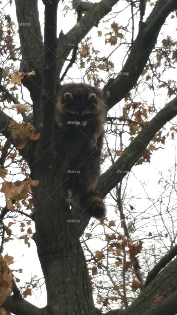 Raccoon just hangin' around