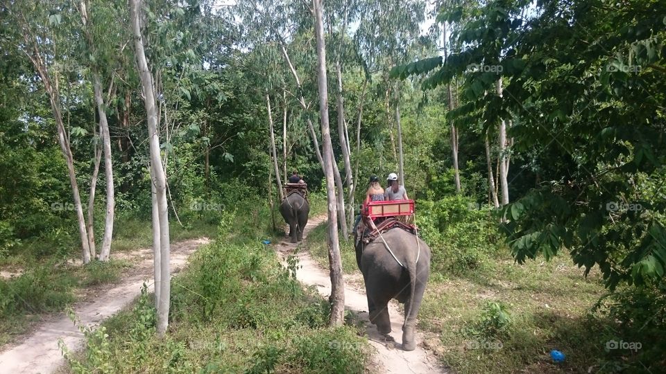 Tree, Wood, Road, Landscape, Nature