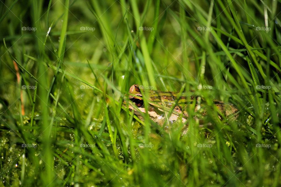 A frog in grass