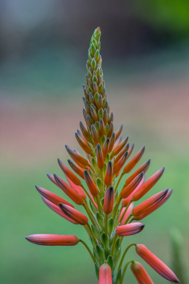 flower with blurred background