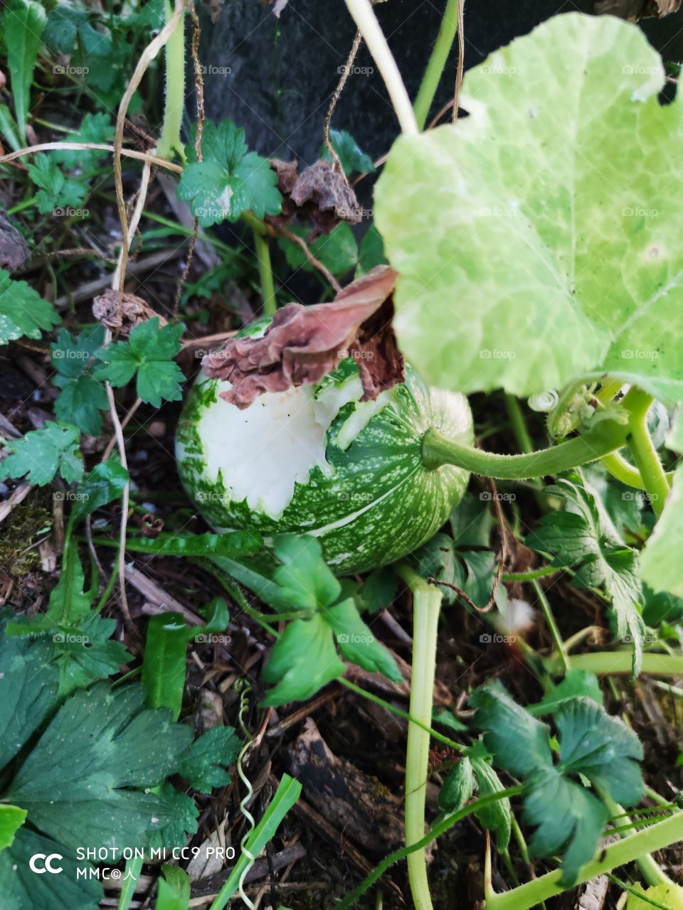 fruit and vegetable series