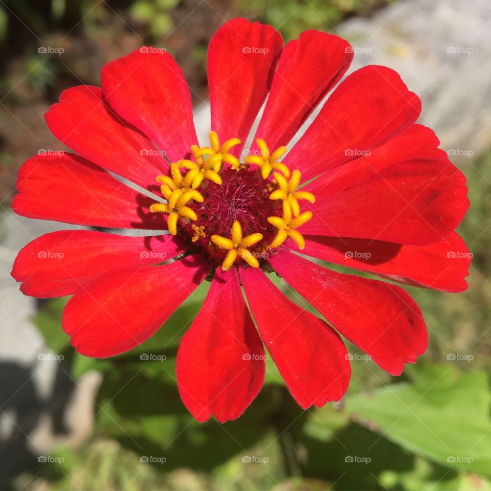 Maravilhosas e vibrantes cores das #flores! Aqui na #SerraDoJapi.
🌺
#flor #flowers #natureza #red #pétalas #jardinagem 