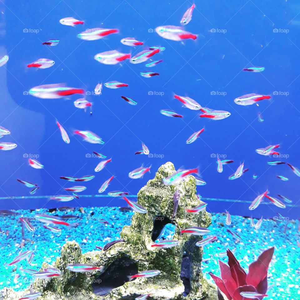 Numerous colored fish in a tank