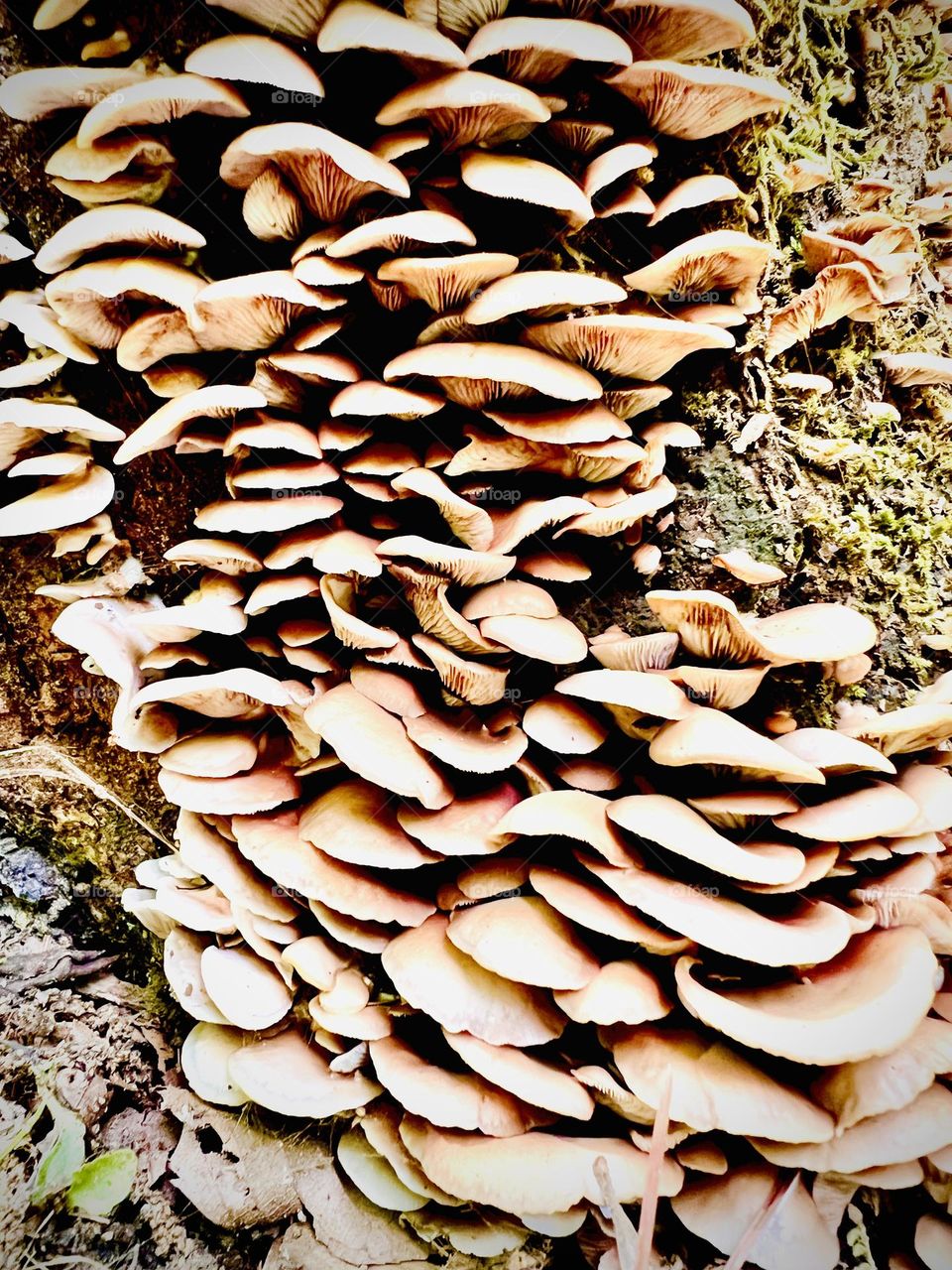 Thick growth of mushrooms on a dead oak tree. The full frame image features the brown caps and some of the delicate gills underneath.