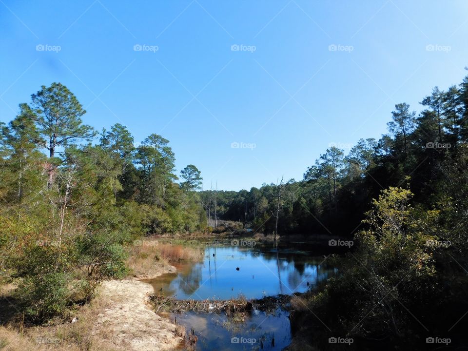 Forest in every seasons