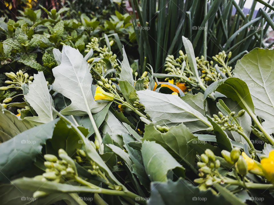 Picking fresh vegetables from the kitchen garden