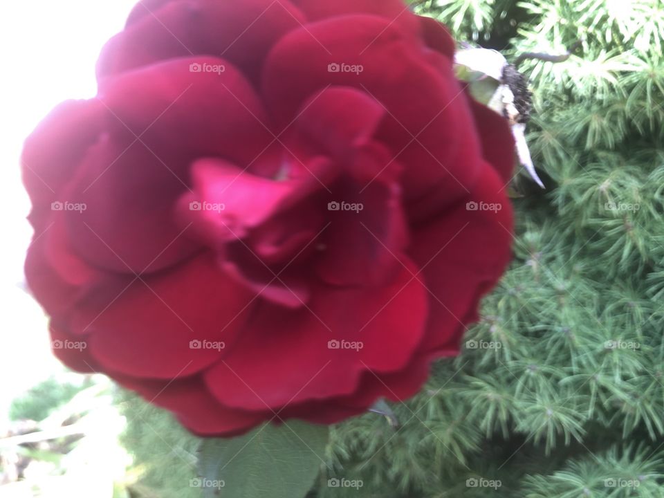 A beautiful red rose and a nice fall day