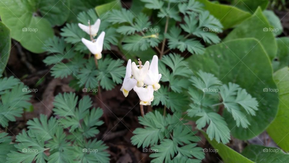 white flowers on ferns