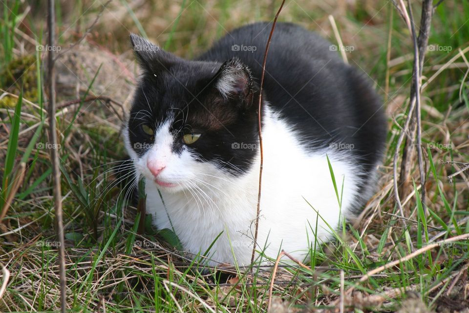 "Don't mess with me! I may not look like it, but I'm dangerous!" 

Black white cat resting in the Sphinx position.