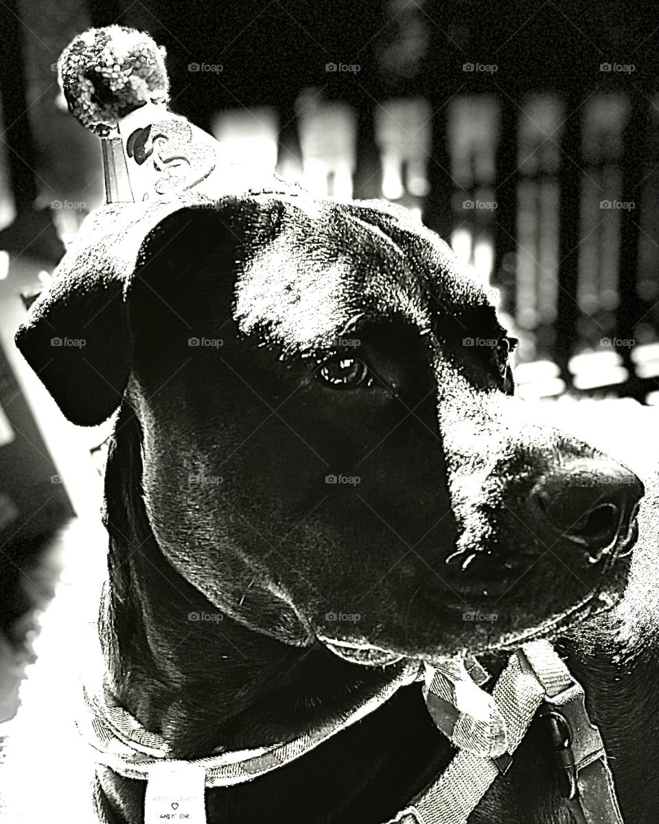 Dog In Party Hat