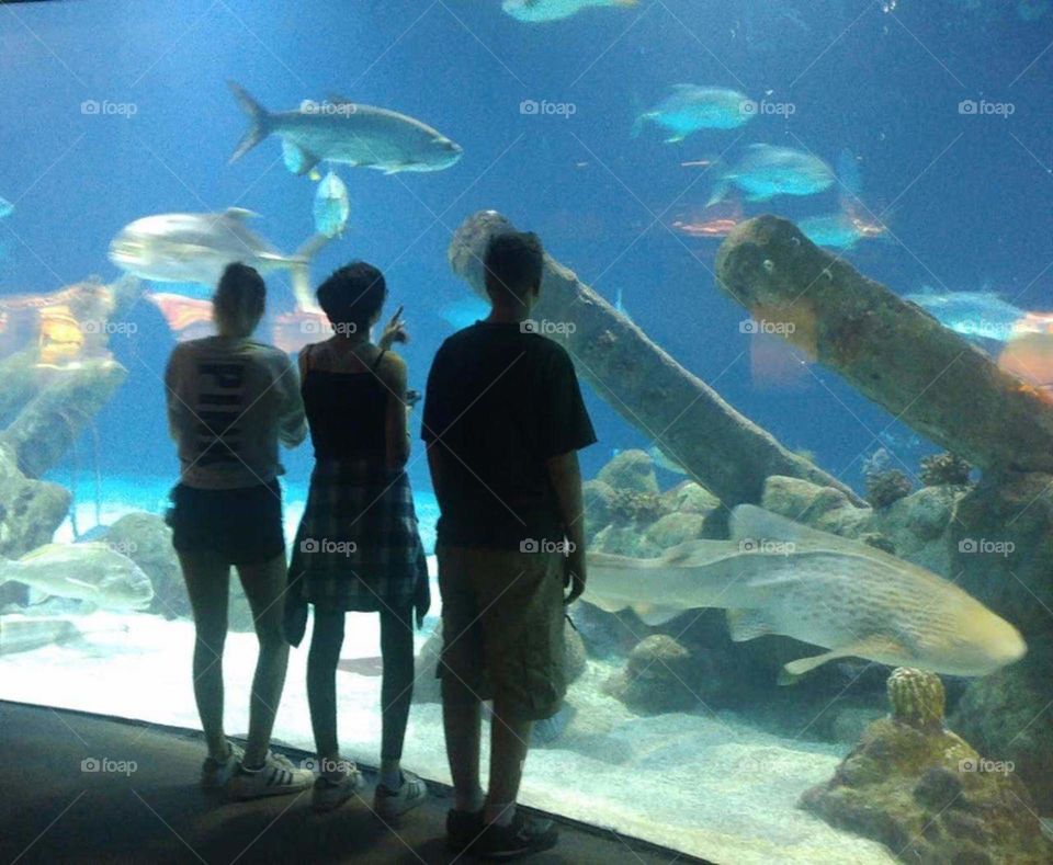 aquarium