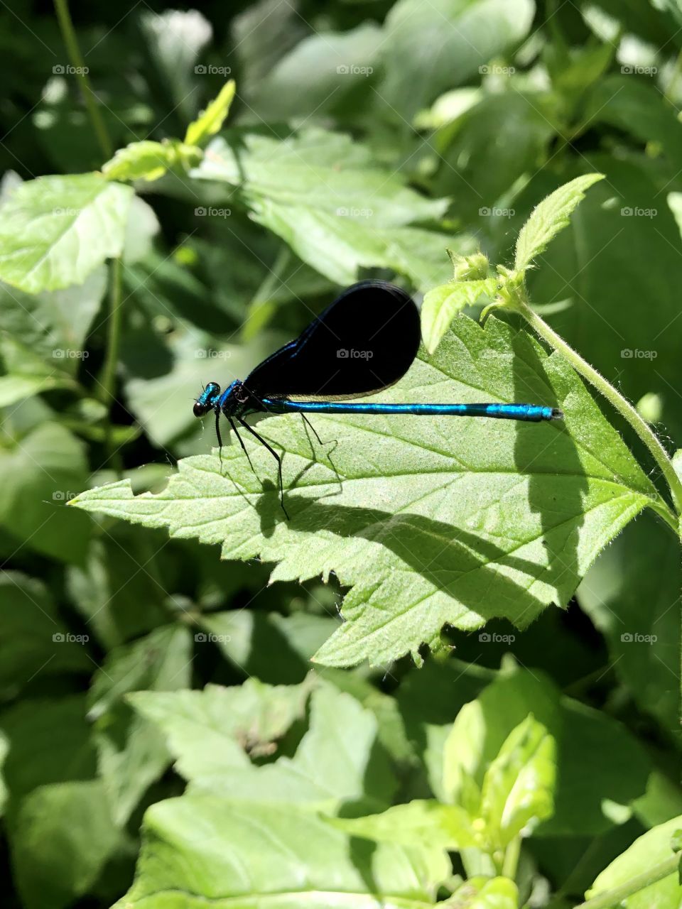 Damselfly