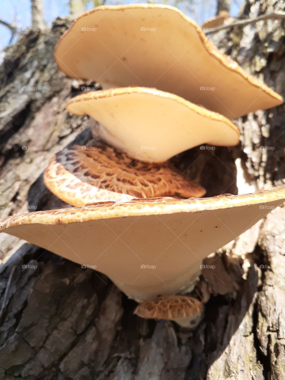 Up Close Dryad Saddle