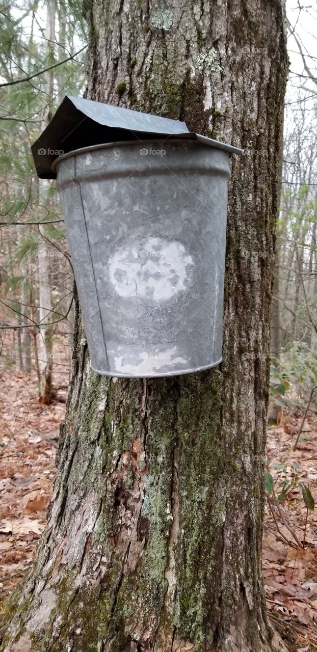 Old school maple sugaring.