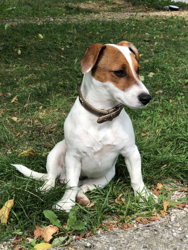 Dog, Animal, Pet, Grass, Puppy