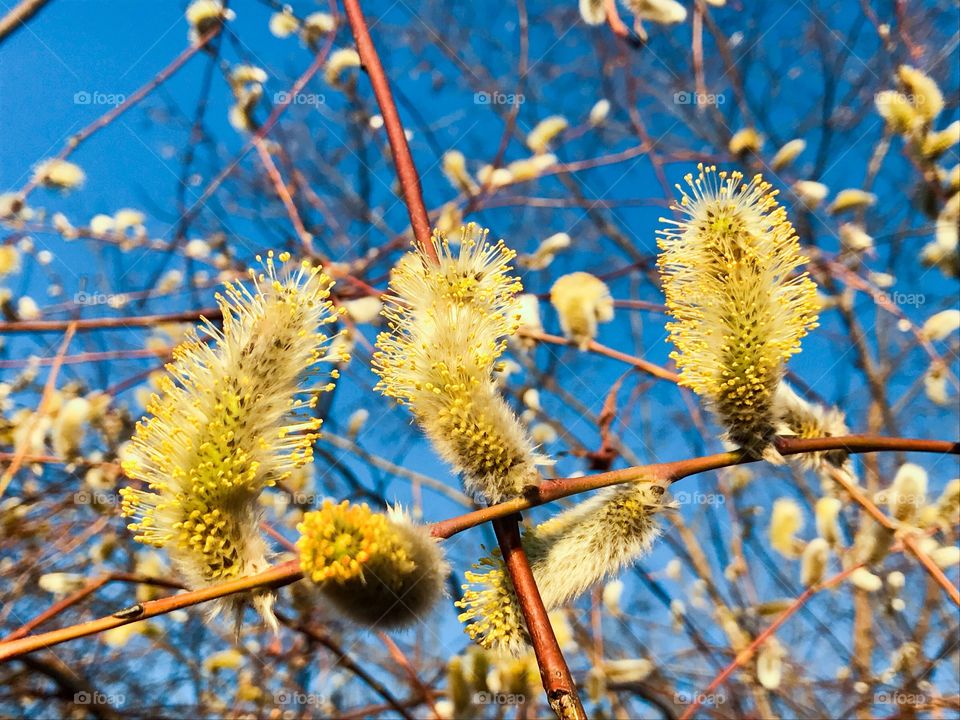 Spring tree 