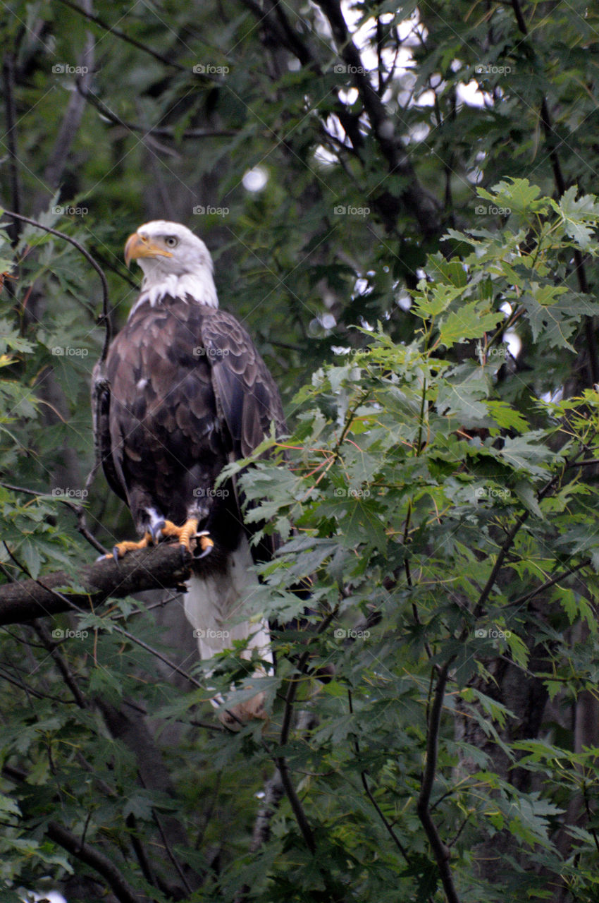Bald eagle in East Dubuque, Illinois. 