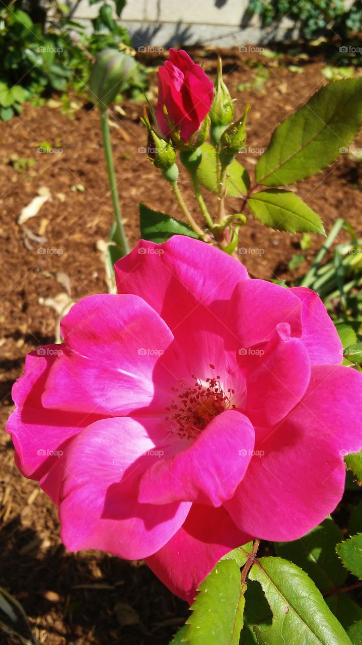 pink petals beauty