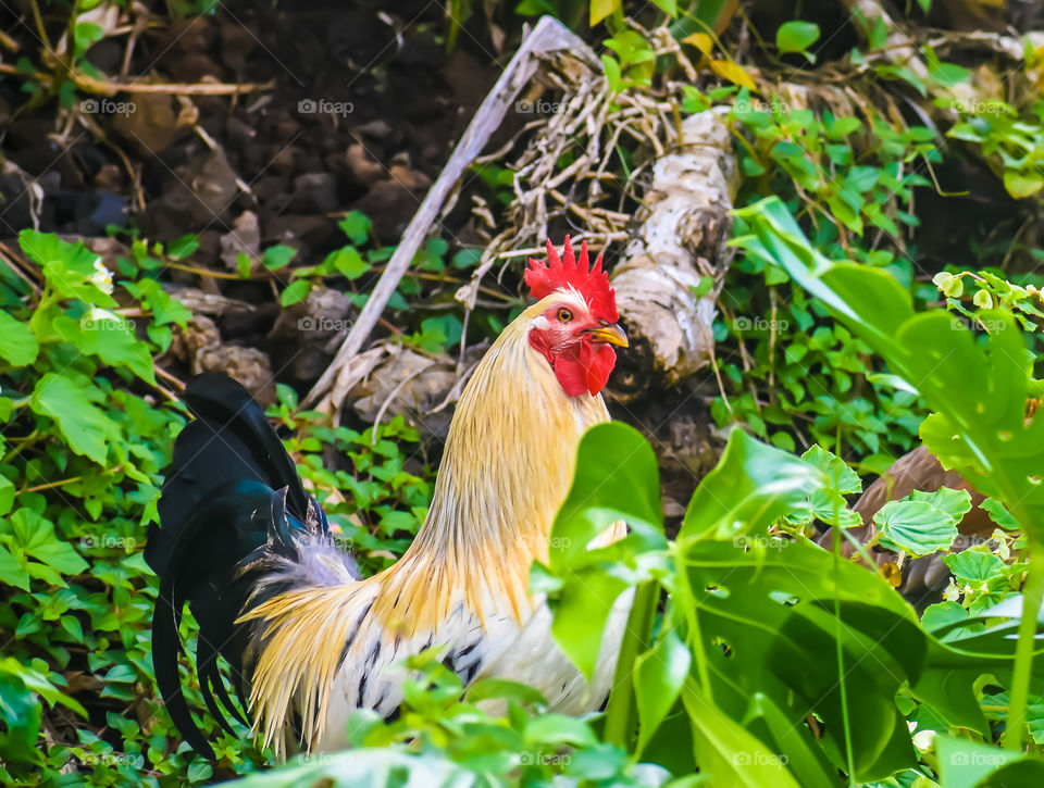 Rooster, colorful and alert, on my walk