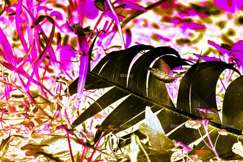 abstract feather in the grass