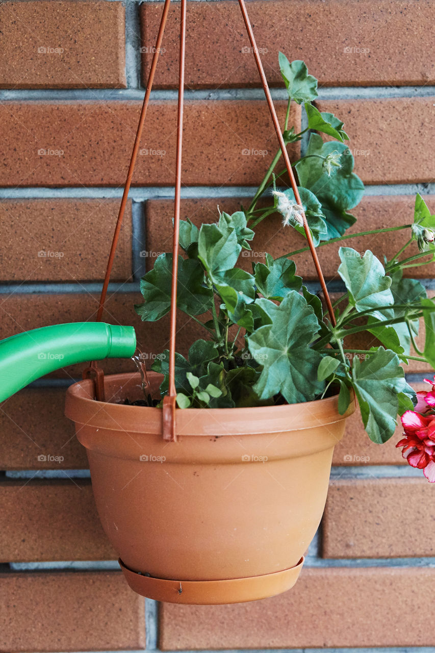 Woman watering flowers growing in flower pot, pouring water from watering pot. Candid people, real moments, authentic situations