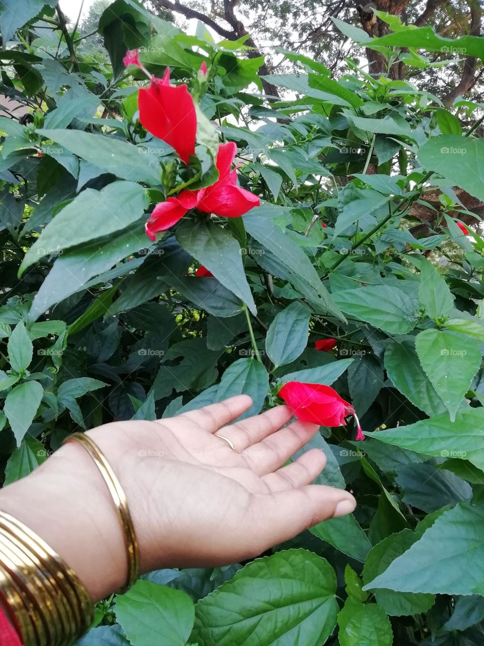 Flowers : Being with nature makes me feel refreshed