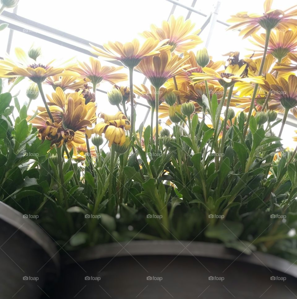 looking up at yellow daisies in pots inside a greenhouse