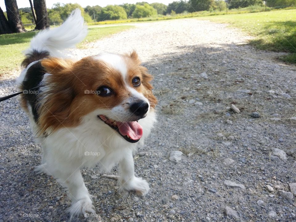 Cute dog on dirt road