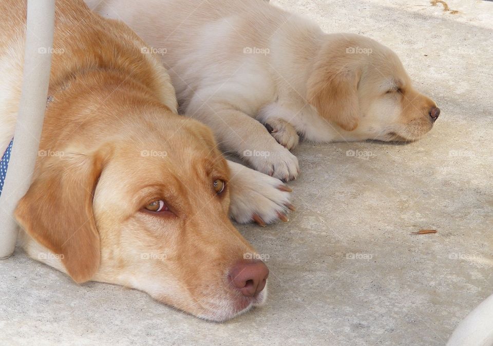 Yellow labs resting