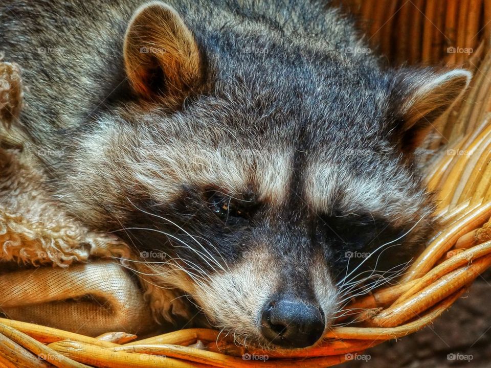 American raccoon 