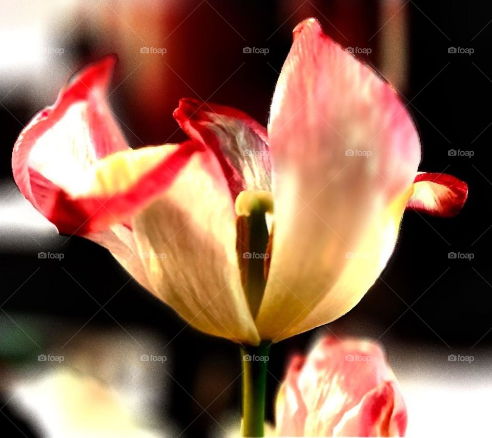 Faded Tulip