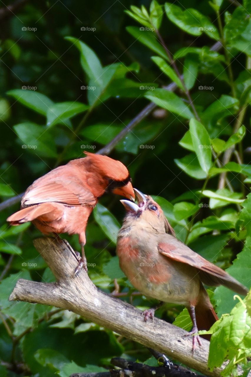 Feed me! Father cardinal feeding baby