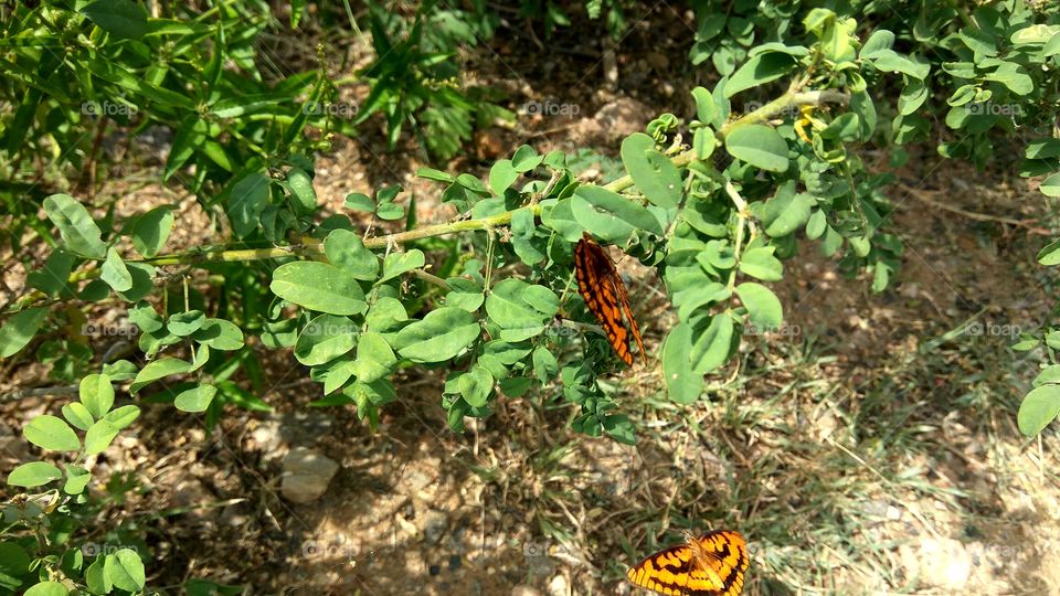 butterfly searching for honey