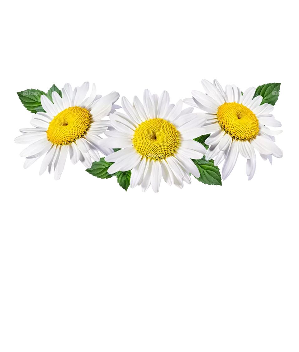 white chamanti flower