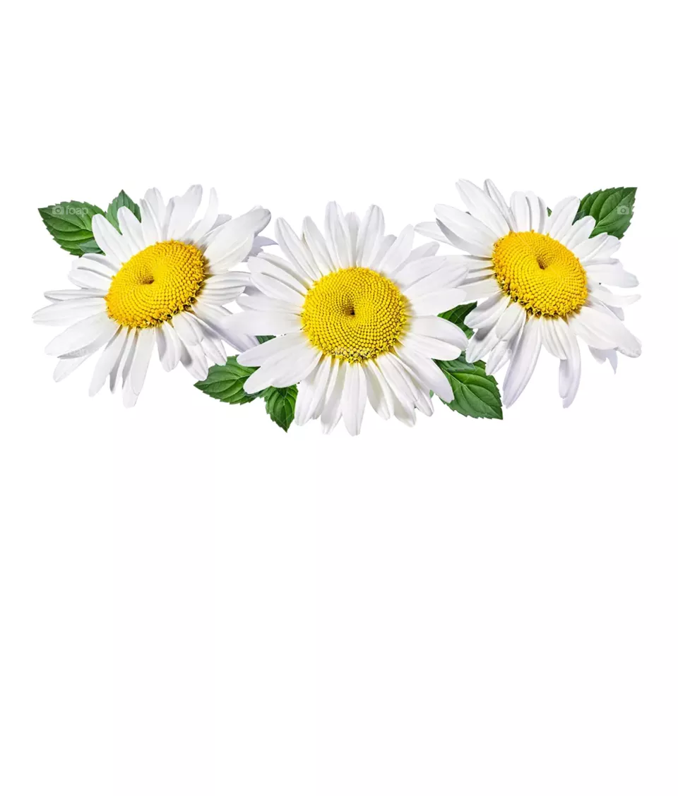 white chamanti flower